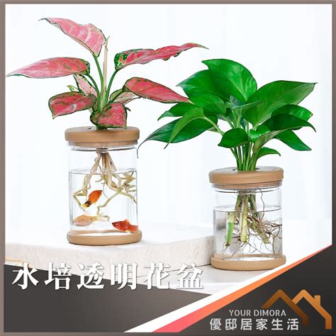 室內水生植物盆栽|室內種植的居家盆栽推薦！風水、招財都顧到，虎尾蘭。